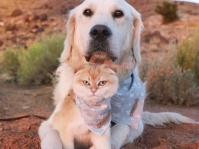 内向的で犬の友達ができない介助犬。子猫を家族に迎え入れたところ明るく活発な犬に大変身