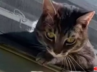 窓から外を眺める愛猫に「あなた何てことしてくれたの！」網戸を破った破壊神に切れ気味のご主人の怒りが炸裂