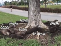 一体何が起きている？木の根元でカワウソの集団がうねうねローリングしているの図