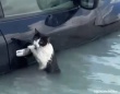 洪水で流された猫、水没した車のドアに必死にしがみついていたところを無事救助