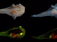 凍らないし光る！血液中に不凍液が流れる珍しい魚が北極圏で発見される