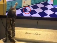 トムとジェリーとリアルトム！？あのアニメに三次元猫が参戦