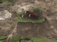 NZ地震で崩れた地面に奇跡的に立つ牛が話題に
