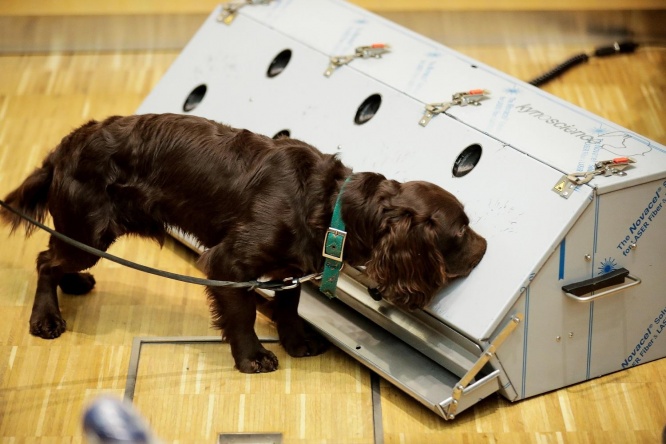 コロナ探知犬