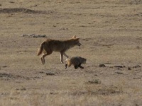 捕食獣のコヨーテ、餌であるはずのアナグマとタッグを組んだ？目的の為なら昨日の敵が今日の友となる瞬間を激写
