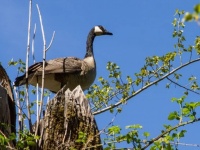 伴侶を失ったカナダガン、数週間同じ場所で探し続ける姿が目撃される