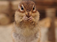 シマリス（きうこさん撮影、Flickrより）