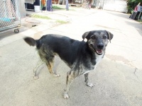 バンコクで保護された野良犬