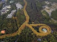 これが偶然の産物とは！プラタナスの木々が作り出した巨大なるネックレス。中国南京「美齢宮」