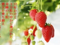 「にこにこベリー」画像は宮城県記者発表資料　平成30年11月26日より