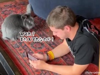 スマホに嫉妬する持つウサギ、飼い主がスマホを見ていると取り上げに来る