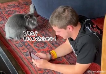 スマホに嫉妬する持つウサギ、飼い主がスマホを見ていると取り上げに来る