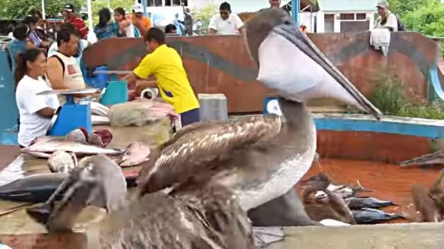 fishmarket3
