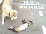 猫が死んで…なかった！　犬とのトム＆ジェリーがはじまったw