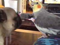 鳥ってこんなに楽しいヤツらだったっけ？見てて飽きない鳥たちの所業総集編