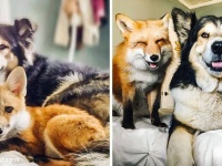 共に暮らし、友に成長した動物たちのビフォア・アフター