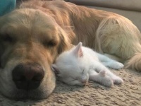 「子猫ちゃん、甘えていいのよ。あたしがママよ」弱り果てた子猫の母親役をかって出たゴールデン・レトリーバー(アメリカ)