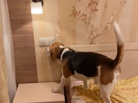 スマート家電よりスマートドッグ。電気を消してとお願いするとスイッチを切ってくれる犬