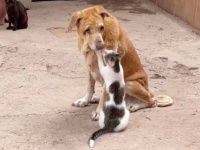 保護区の猫たちに愛され、マッサージをしてもらったり、寄り添われる心やさしい盲目の犬