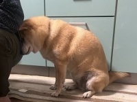 「なでろっ！！」　柴犬さん、構われたすぎて飼い主に突き刺さってしまう