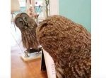 「なんだこれ…？」　鏡に映る自分を不思議そうに見るフクロウの動きが不思議。