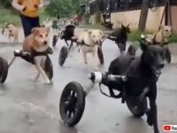僕らはどこまでだって走っていける！車椅子の犬たちの全力疾走がすご過ぎた