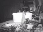 まさかお化けの仕業！？深夜にせっせと納屋で働いていた正体はコイツだった…！