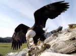偶然が産んだ絶景！　Go Proを掴んで飛んでいった鷲からの迫力映像