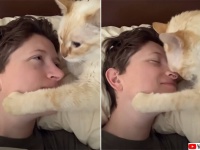 愛にできることはまだあるよ。飼い主の顔を引き寄せ鼻と鼻でキスする猫