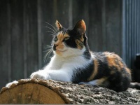 番犬ならぬ番猫！三毛猫が銃を持った強盗から飼い主を守る