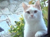 またしても特殊技術を持つ猫が。「朝ごはんくれや」と見つめ続ける猫の眼差し