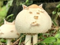 猫にしか見えないキノコ、発見される　衝撃の姿に10万人爆笑「転生しとる」「にゃんこ大戦争やん」
