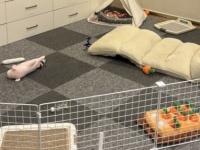 この部屋のどこかに犬が1匹隠れています　あなたは見つけられるかな？