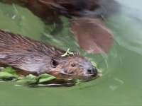 ビーバーさん、頭に〝小さなお友達〟乗っけて登場　動物園で激写された「絵本のような光景」話題