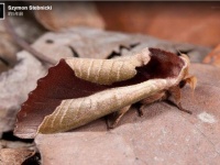 枯れ葉かな？枯れ葉じゃないよ生きてるよ。ムラサキシャチホコの擬態っぷりがすごい！（※蛾出演中）