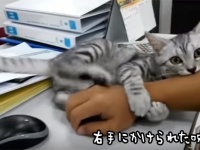 何があっても離れない。右手にかけられた猫の呪縛