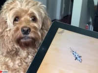 ハンドルを握ると変わる系かよ！ゲームを前にすると性格が荒ぶる犬