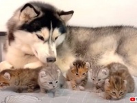 犬と子猫の優しい時間。ハスキーの優しいまなざしに見守られてのびのび遊ぶ子猫たち