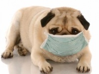 犬のアレルギー症状は皮膚に現れやすい（shutterstock.com）