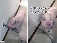 掃除機が嫌いなブタ。掃除をしていると毎回コンセントを抜きに来るという賢さ