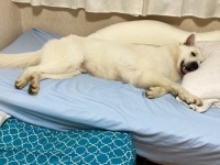 毎晩一緒に寝たいんです！　飼い主のベッドを占領するワンコがかわいすぎる→仕方なく床に布団を敷いても...