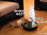 仕事熱心なロボット掃除機、床に落ちていた猫をソファの下に片づけてしまう