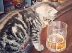 猫カフェならぬ「猫ＢＡＲ」が存在していた！