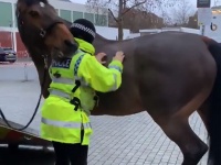 馬やさしい。背中を掻いてあげると、鼻先で背中を掻き返してくれる（イギリス）