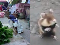 【これまたおそロシア】人間かよ！常識を超えたロシアの動物たちをご覧ください