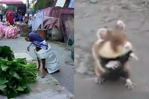 【これまたおそロシア】人間かよ！常識を超えたロシアの動物たちをご覧ください