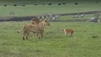 なんかヤバそうだから触らんとこ…(byライオン)。百獣の王に向かって吠えたてる犬