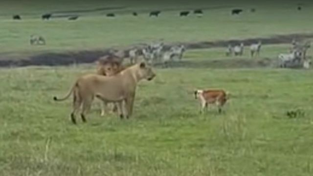 なんかヤバそうだから触らんとこ…(byライオン)。百獣の王に向かって吠えたてる犬