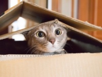 シュレーディンガーの猫ならぬシュレーディンガーの細菌が量子生物学の重要な一歩となるかもしれない（英研究）