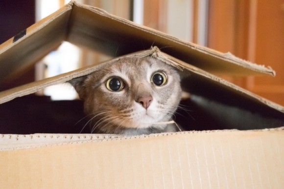シュレーディンガーの猫ならぬシュレーディンガーの細菌が量子生物学の重要な一歩となるかもしれない（英研究）